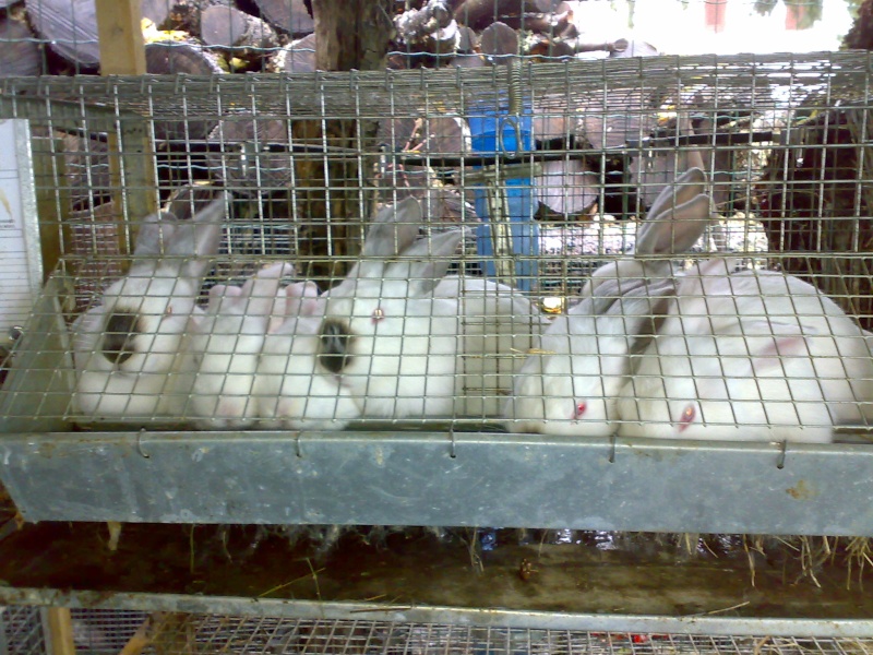 Consiglio su futuro allevamento di conigli 09112010