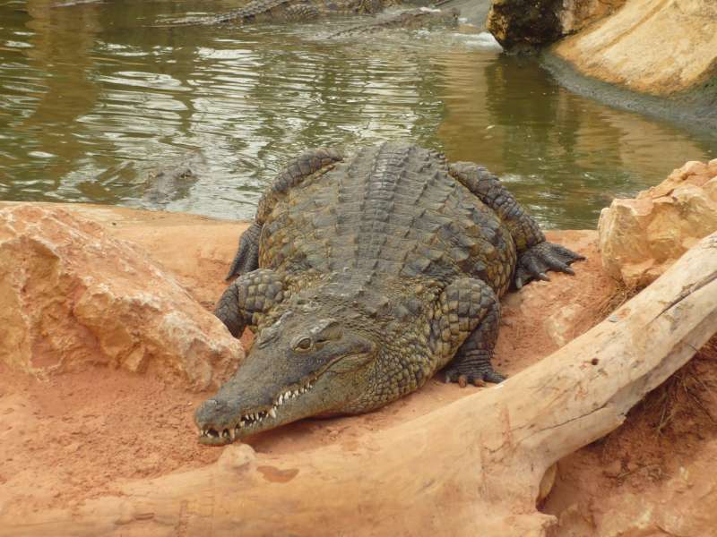 crocodiles et moro sphinx P1050417