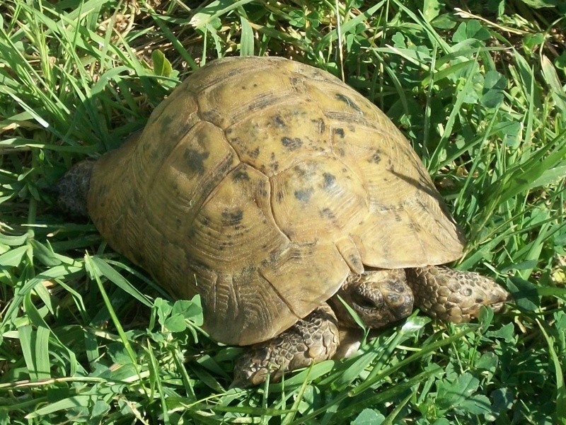 DE QUEL ESPECE EXACTE EST CETTE TORTUE???? 100_0726