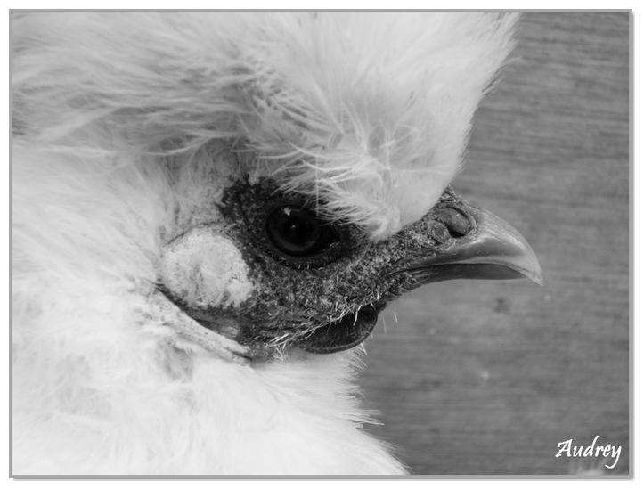 Poule noir et blanc