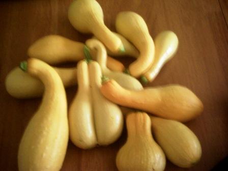 First harvest of 2010 - Zuchinni & Squash Pict0046