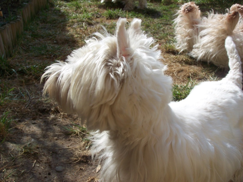 DIVA WESTIE 2 ANS 1/2 - Page 4 01211