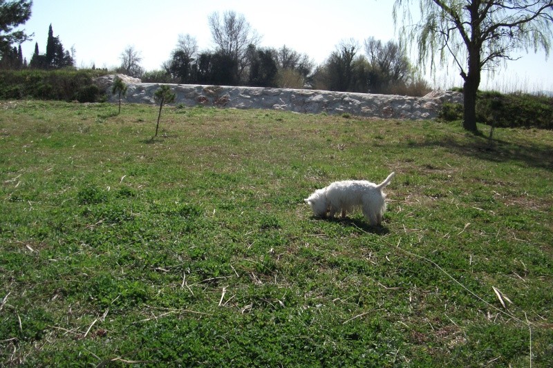 DIVA WESTIE 2 ANS 1/2 - Page 6 Dscf2512