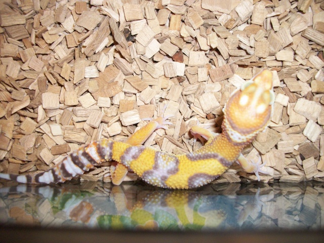Reproduction Gecko léopard 2011 / Repti-love 100_1410