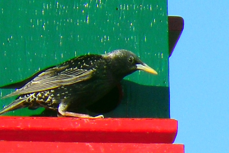 Identification Oiseau10