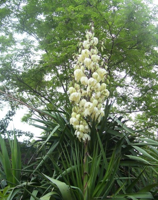 Yucca 00111