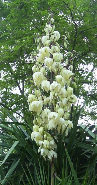 Yucca 00210