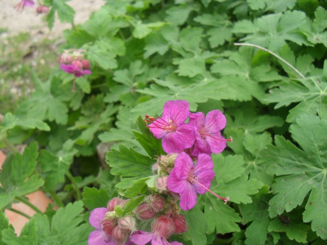 a votre avis UN GERANIUM MACRORRHIZUM 00822