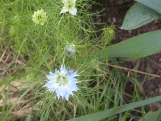 Nigella arvensis 018_410