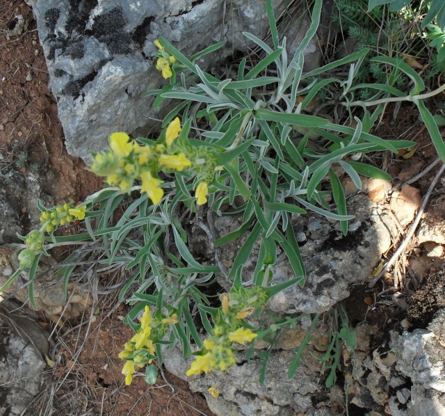 phlomis lychnite 02213