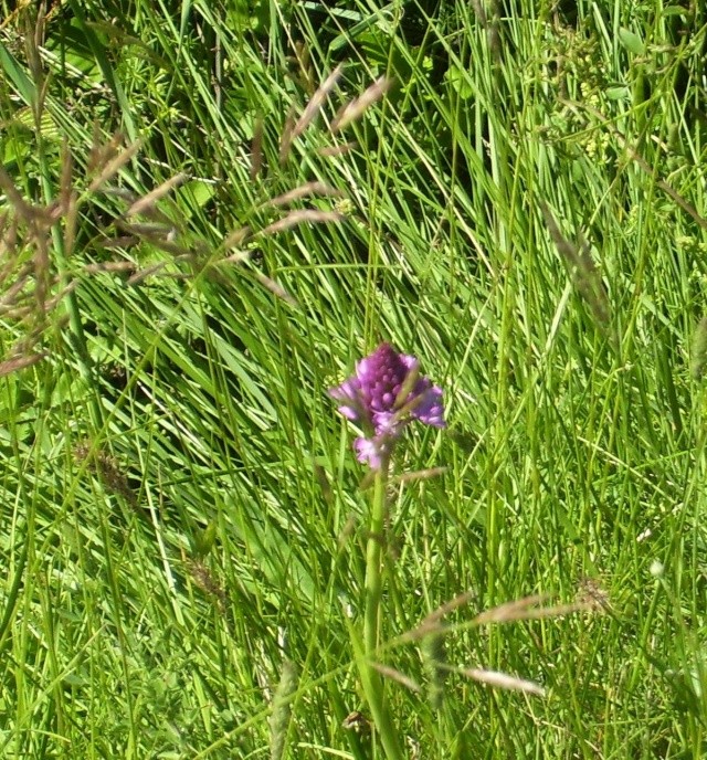 Fleur sauvage mauve: Orchis pyramidal 023_210