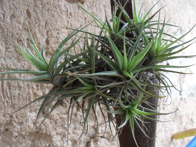 Tillandsia appelé aussi  "fille de l' air" 02712