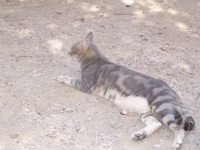 Vos animaux d'hier ou d'aujourd'hui... - Page 12 14210