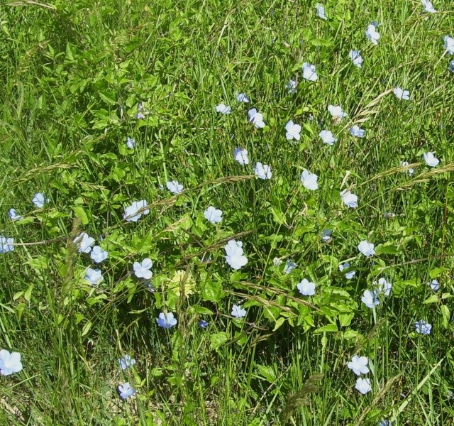 fleur bleue: L'APHYLLANTHE DE MONTPELLIER Cazo0_13