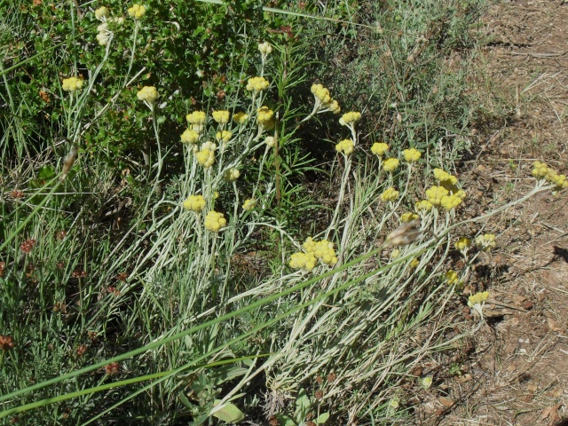 immortelle ou fleurs de st jean Imor10