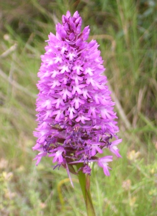 Fleur sauvage mauve: Orchis pyramidal Orchid10