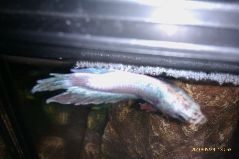 Betta malade Imag0011