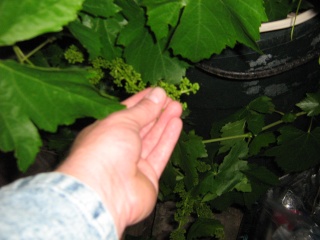Harvest grapes Img_0624