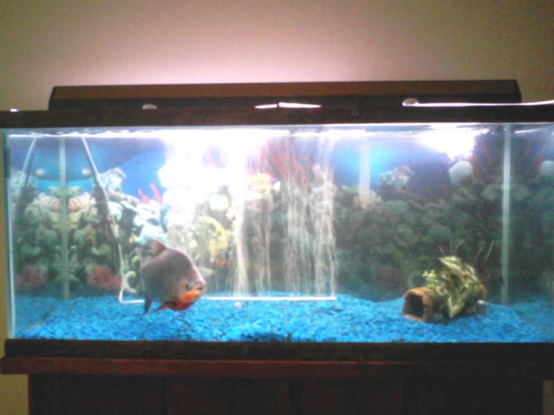 My 75gl Fish tank 06101010
