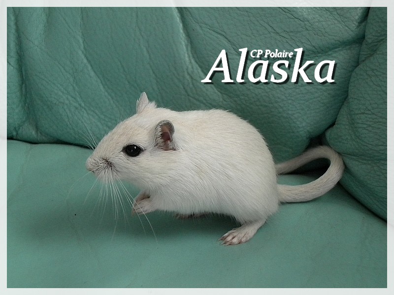 [ Mey_laniie - 22 ] Mes Gerbilles d'Amour Alaska12