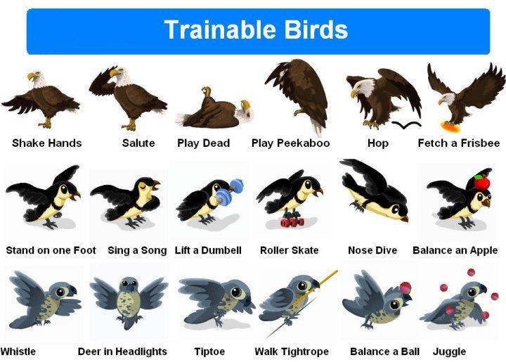 trainable birds Traina10