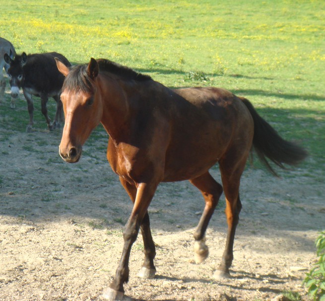 Sphinx de jiel Dsc01610