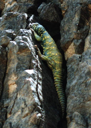 Uromastyx ornata en milieu naturel Danny210