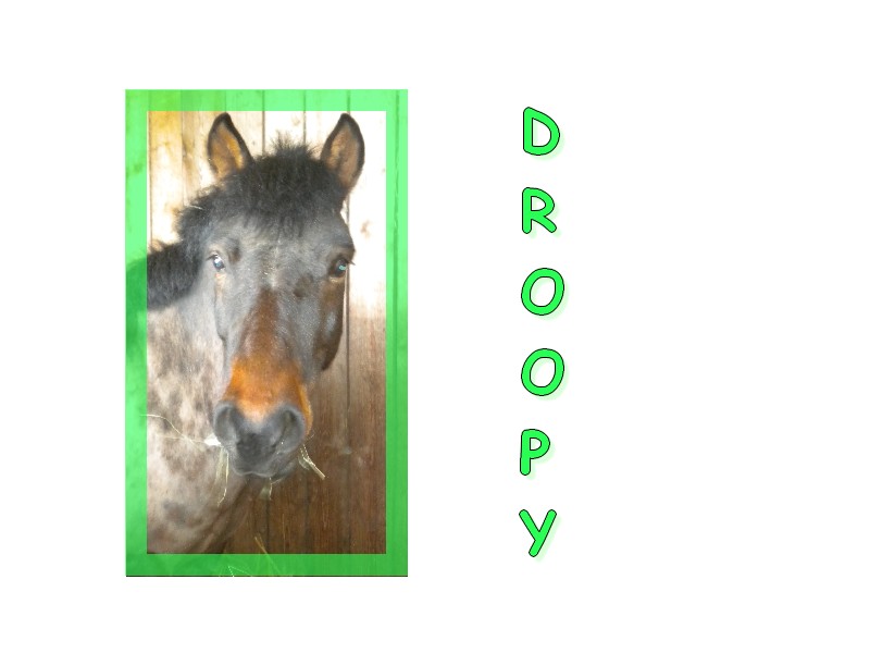 Nos Poneys d'enseignement Droopy10