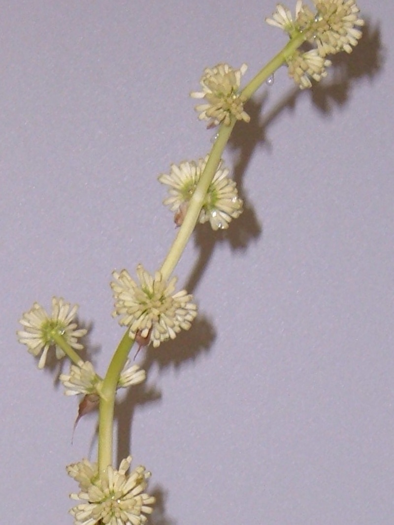 Variété de cordyline ou pas ? Dracaena massangeana fragrans 0310