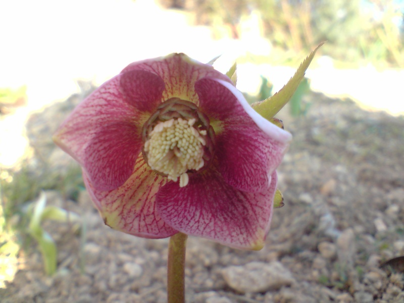 Helleborus niger ou Rose de noel ou Hellebore - Page 4 Hellab15