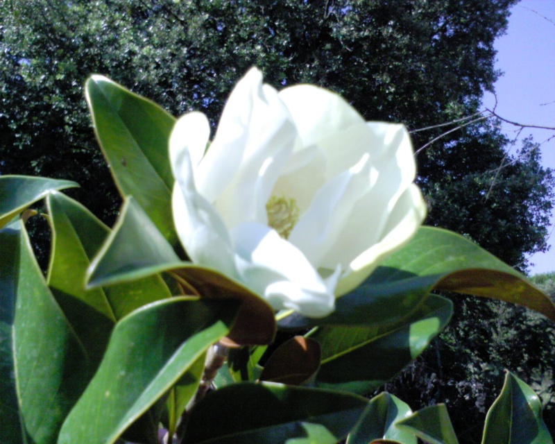 Magnolia Magnol11