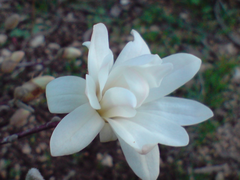 magnolia P2403110