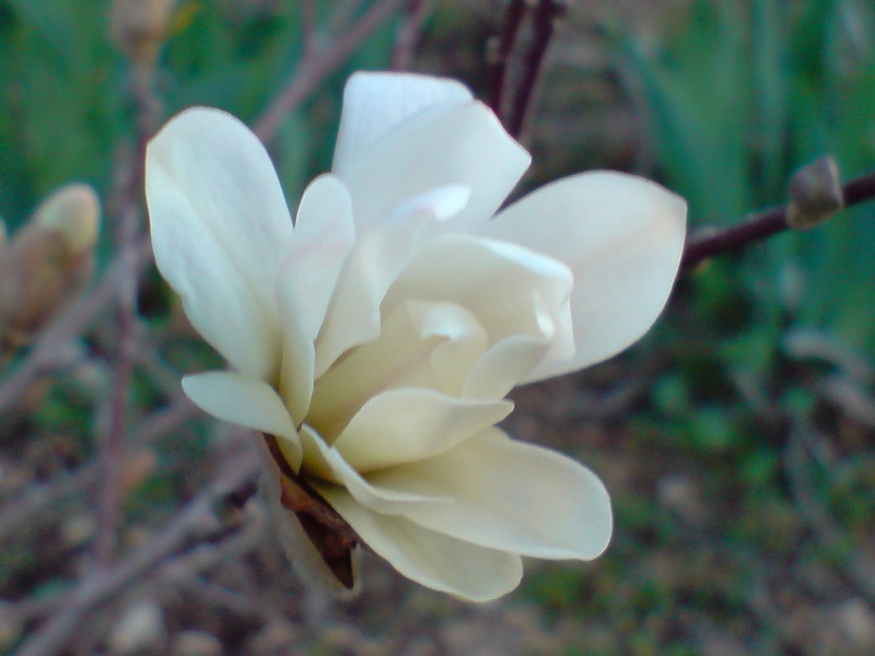 magnolia P2403111