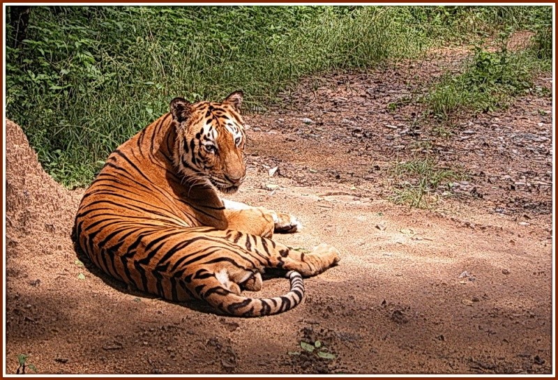 Grands fauves.... Tiger_10