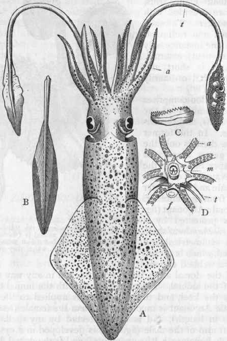 Zoologie - TP n ° 3 : PHYLUM DES MOLLUSQUES & PHYLUM DES ECHINODERMES Loligo10