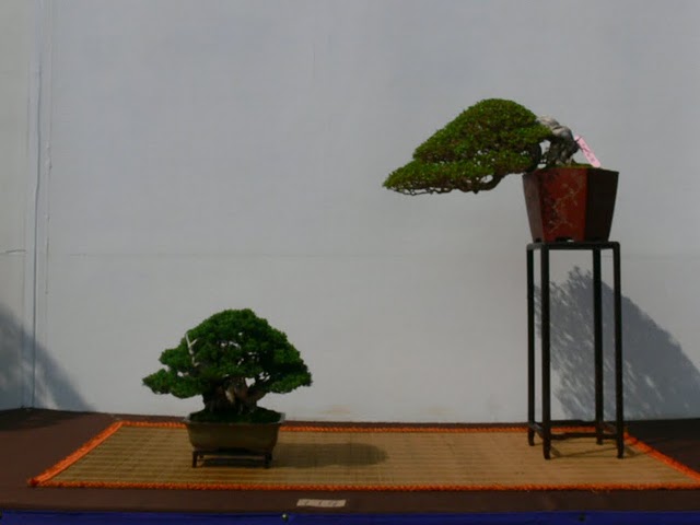 th NAtional Bonsai Exhibition (微型盆景) Small Bonsai Hwa_fo20