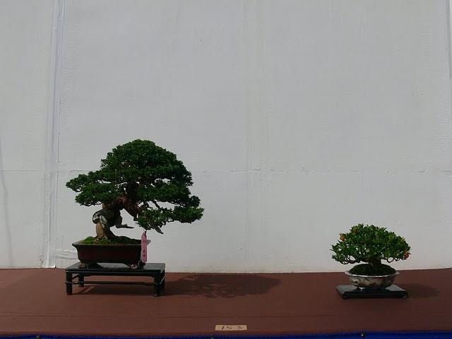 th NAtional Bonsai Exhibition (微型盆景) Small Bonsai Hwa_fo21