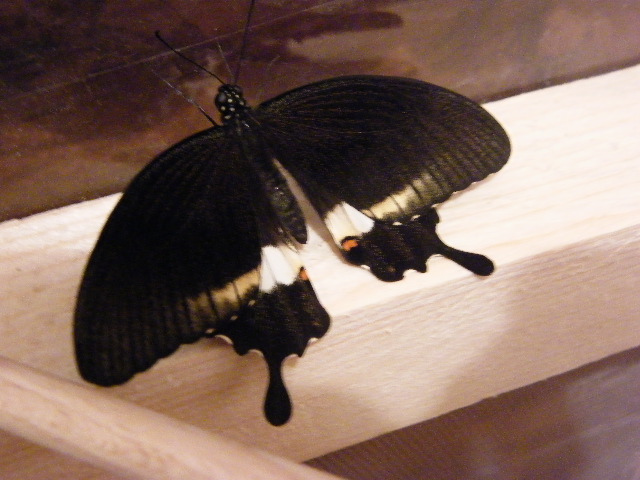 Naissance Papilio Volier10
