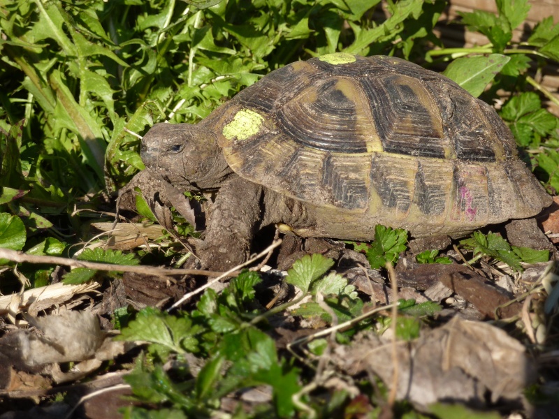 Réveil bourguignon 2ième partie Tortue18