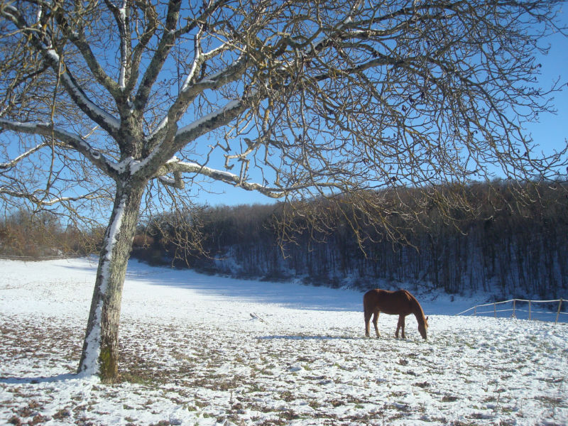 Concours photos du mois de décembre...votez! 26dec110