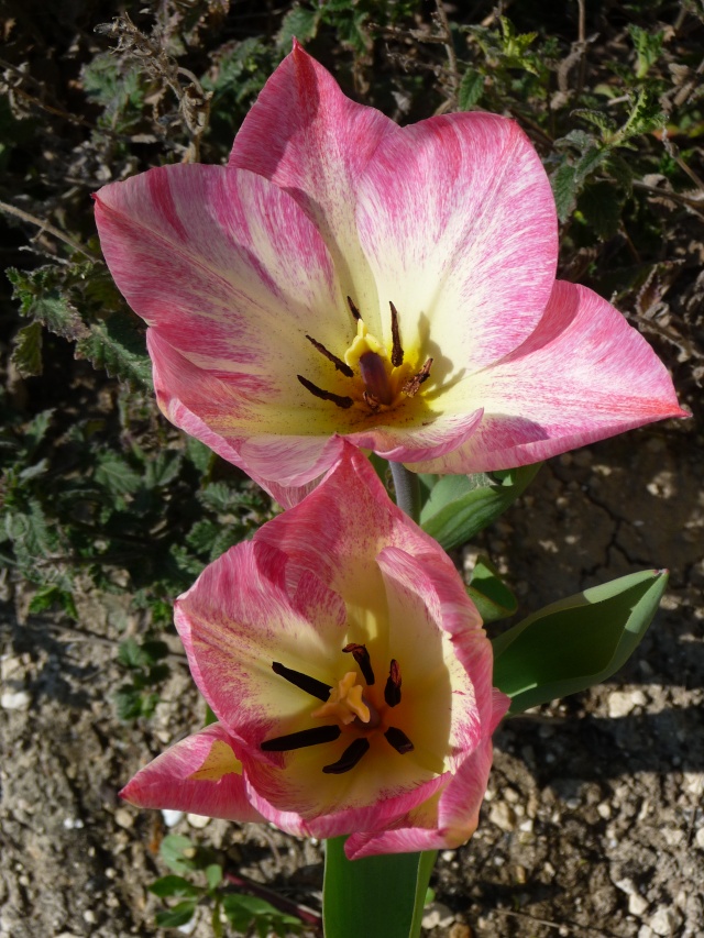 Tulipe 2011 P1120613