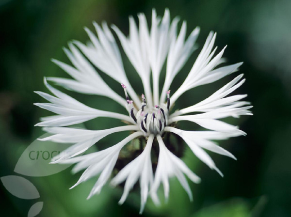 Centaurea montana "Alba" Pl000010