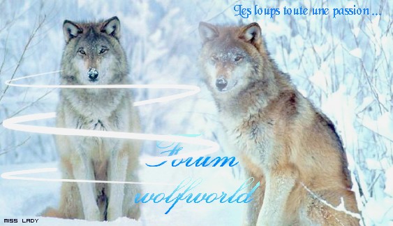 Mon Forum D'animaux/Loup Copie-10