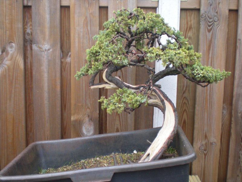 Juniperus Communis yamadori Dscn0712