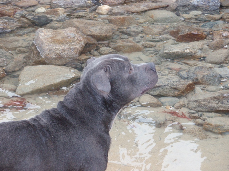 Staffie Cousteau Pc280412