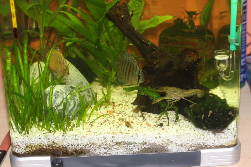 mes discus Cohabi10