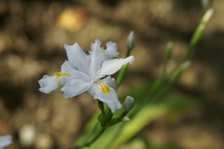 Iridacée !!! /// Iris japonica - Page 2 Pict0012