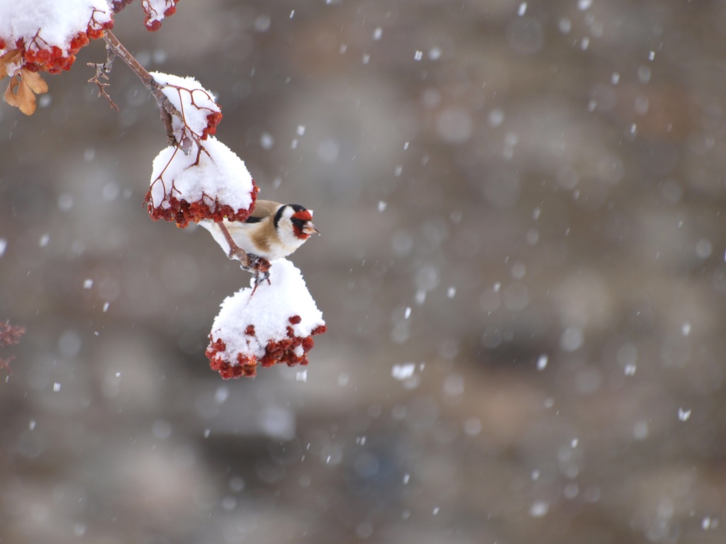 Il neige... P2195313