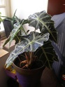 l'Alocasia Pb070011