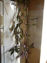 tradescantia Pb070019